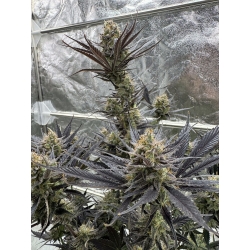 FAST BUDS - GUAVA AUTO RF3 - 25 SEEDS