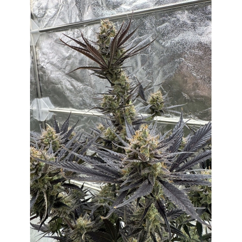 FAST BUDS - GUAVA AUTO RF3 - 25 SEEDS