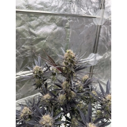 FAST BUDS - GUAVA AUTO RF3 - 25 SEEDS