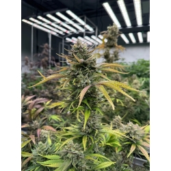 FAST BUDS - GUAVA AUTO RF3 - 3 SEEDS