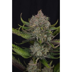 FAST BUDS - GUAVA AUTO RF3 - 3 SEEDS