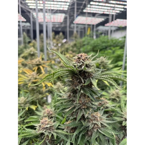 FAST BUDS - GUAVA AUTO RF3 - 3 SEEDS