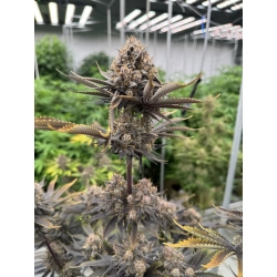 FAST BUDS - GUAVA AUTO RF3 - 3 SEEDS