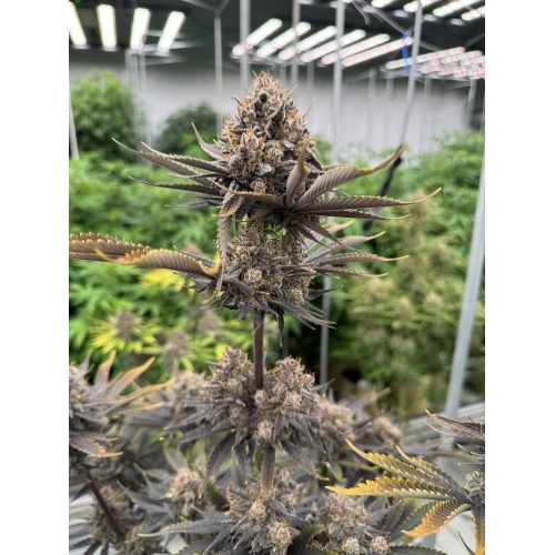 FAST BUDS - GUAVA AUTO RF3 - 3 SEEDS
