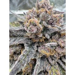 FAST BUDS - GUAVA AUTO RF3 - 3 SEEDS