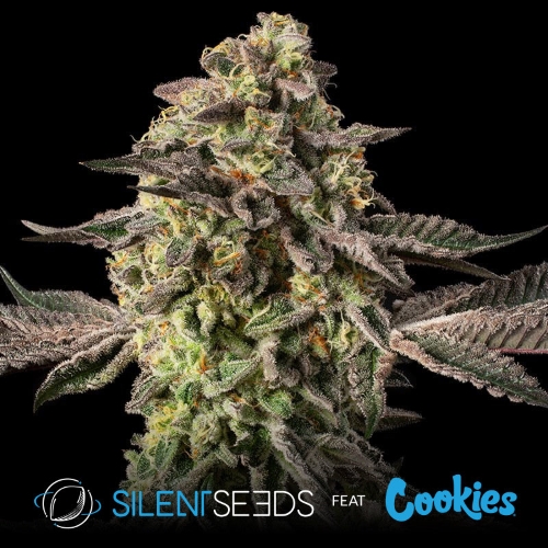 SILENT SEEDS - SUGAR ROCK FLOWER FEM - 10 SEMI - FEAT. COOKIES 