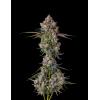 COMPOUND GENETICS - PAVE CANDY COLLECTION - ZHAMPAGNE - 7 SEEDS