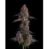 COMPOUND GENETICS - PAVE CANDY COLLECTION - KUMAMOTOZ - 7 SEEDS