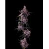COMPOUND GENETICS - PAVE CANDY COLLECTION - LEMON CHERRY PAVE - 7 SEEDS