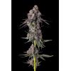 COMPOUND GENETICS - PAVE CANDY COLLECTION - RAINBOW GUAVE - 7 SEEDS