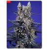 SWEET SEEDS - SUPER BOOF XL AUTO - 100 SEEDS