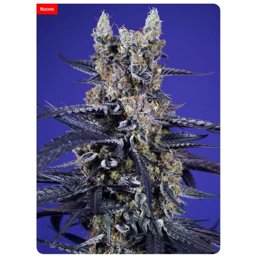SWEET SEEDS - SUPER BOOF XL AUTO - 100 SEMI 