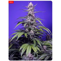 SWEET SEEDS - PERMANENT MARKER XL AUTO - 25 SEEDS