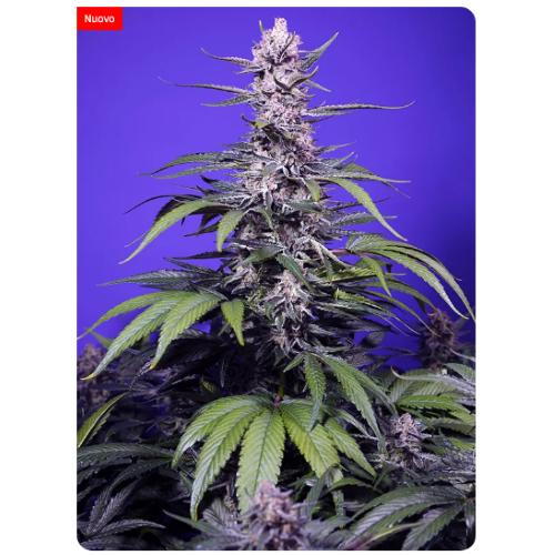 SWEET SEEDS - PERMANENT MARKER XL AUTO - 25 SEEDS