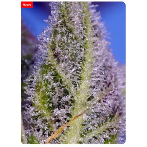 SWEET SEEDS - PERMANENT MARKER XL AUTO - 25 SEEDS