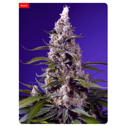 SWEET SEEDS - BANANA CREAM CAKE XL AUTO - 100 SEEDS