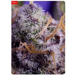SWEET SEEDS - BANANA CREAM CAKE XL AUTO - 100 SEEDS