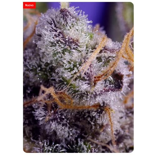 SWEET SEEDS - BANANA CREAM CAKE XL AUTO - 100 SEEDS