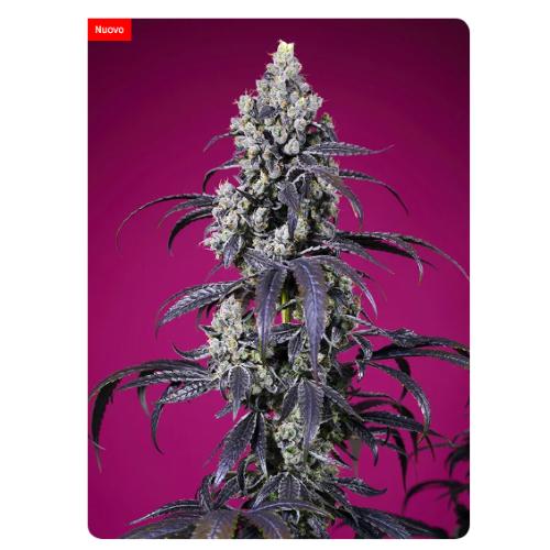 SWEET SEEDS - TROPICANNA CHERRY XL AUTO - 100 SEEDS