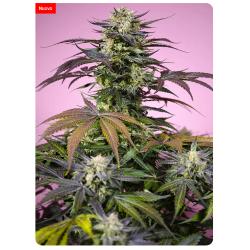 SWEET SEEDS - GELONADE FEM - 5+2 SEMI 