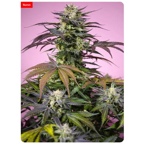 SWEET SEEDS - GELONADE FEM - 5+2 SEMI 