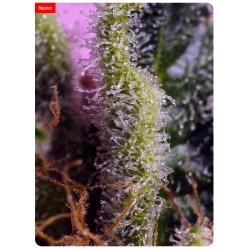 SWEET SEEDS - GELONADE FEM - 5+2 SEMI 