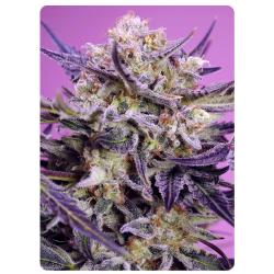 SWEET SEEDS - PINK GUAVA F1 FAST VERSION FEM - 25 SEEDS