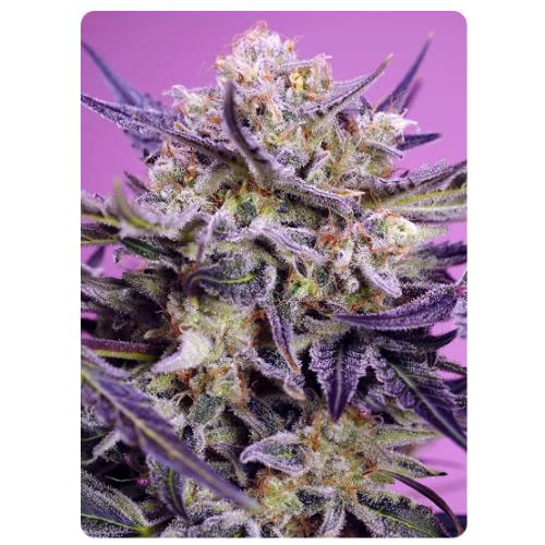 SWEET SEEDS - PINK GUAVA F1 FAST VERSION FEM - 25 SEEDS