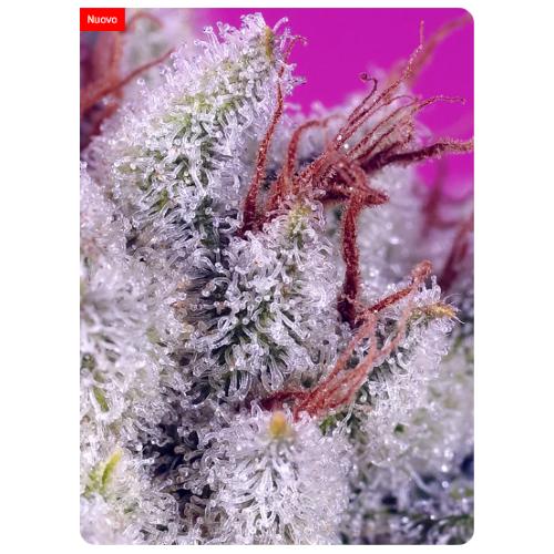 SWEET SEEDS - PINK GUAVA F1 FAST VERSION FEM - 25 SEEDS