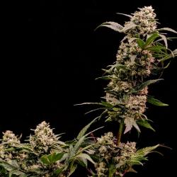 ROYAL QUEEN SEEDS - ASTRO LEMONADE F1 FEM - 3 SEEDS