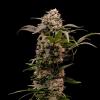 ROYAL QUEEN SEEDS - ASTRO LEMONADE F1 FEM - 3 SEEDS