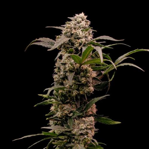 ROYAL QUEEN SEEDS - ASTRO LEMONADE F1 FEM - 3 SEEDS