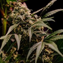 ROYAL QUEEN SEEDS - ASTRO LEMONADE F1 FEM - 3 SEEDS