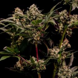 ROYAL QUEEN SEEDS - ASTRO LEMONADE F1 FEM - 3 SEEDS