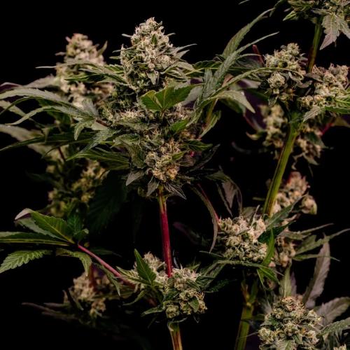 ROYAL QUEEN SEEDS - ASTRO LEMONADE F1 FEM - 3 SEEDS
