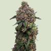 ROYAL QUEEN SEEDS - COSMIC CHEDDAR F1 FEM - 3 SEEDS
