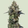 ROYAL QUEEN SEEDS - ORBITAL BANANA F1 FEM - 3 SEEDS