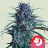 ROYAL QUEEN SEEDS X TYSON - BANANA BRAWLER FEM - 3 SEEDS