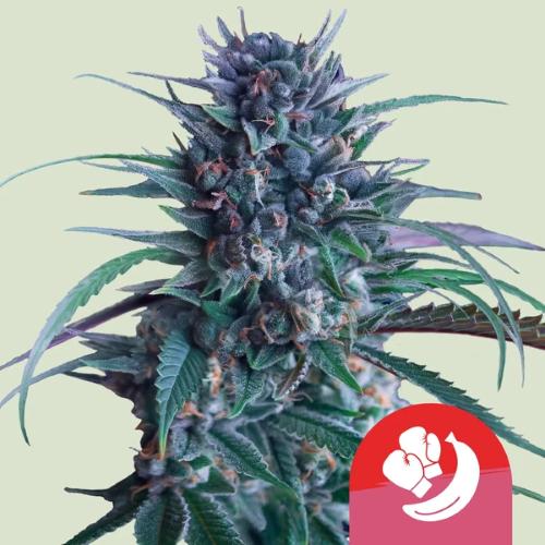ROYAL QUEEN SEEDS X TYSON - BANANA BRAWLER FEM - 3 SEMI