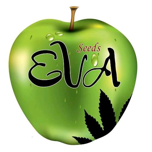 EVA SEEDS - TNT KUSH CBD - 3 SEMILLAS