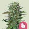 ROYAL QUEEN SEEDS - DO-SI-DOS FEM - 3 SEEDS