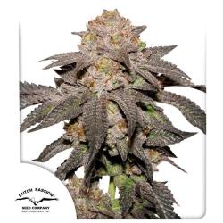 DUTCH PASSION - KINGSTON PUNCH FEM - 3 SEMI