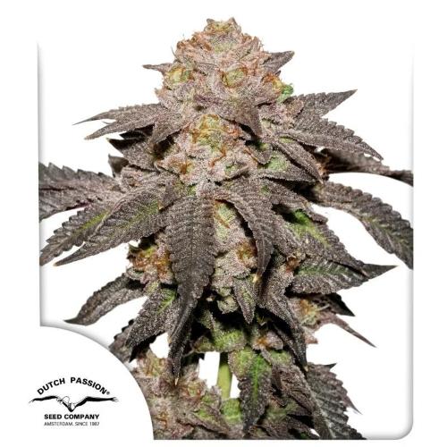 DUTCH PASSION - KINGSTON PUNCH FEM - 3 SEMI