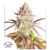DUTCH PASSION - FRUIT BOMB PUNCH FEM - 3 SEMI