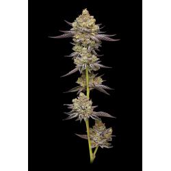 HUMBOLDT SEED COMPANY - HYPER ZA FEM - 10 SEMI
