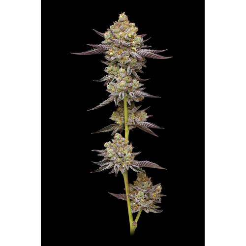 HUMBOLDT SEED COMPANY - HYPER ZA FEM - 10 SEMI