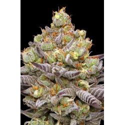 HUMBOLDT SEED COMPANY - HYPER ZA FEM - 10 SEMI