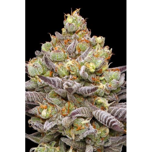 HUMBOLDT SEED COMPANY - HYPER ZA FEM - 10 SEMI