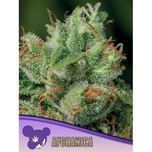ANESIA SEEDS - AFGHANICA LANDRACES FEM - 10 SEEDS