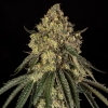 SILENT SEEDS - B-52 EXOTIC FEM - 5 SEEDS